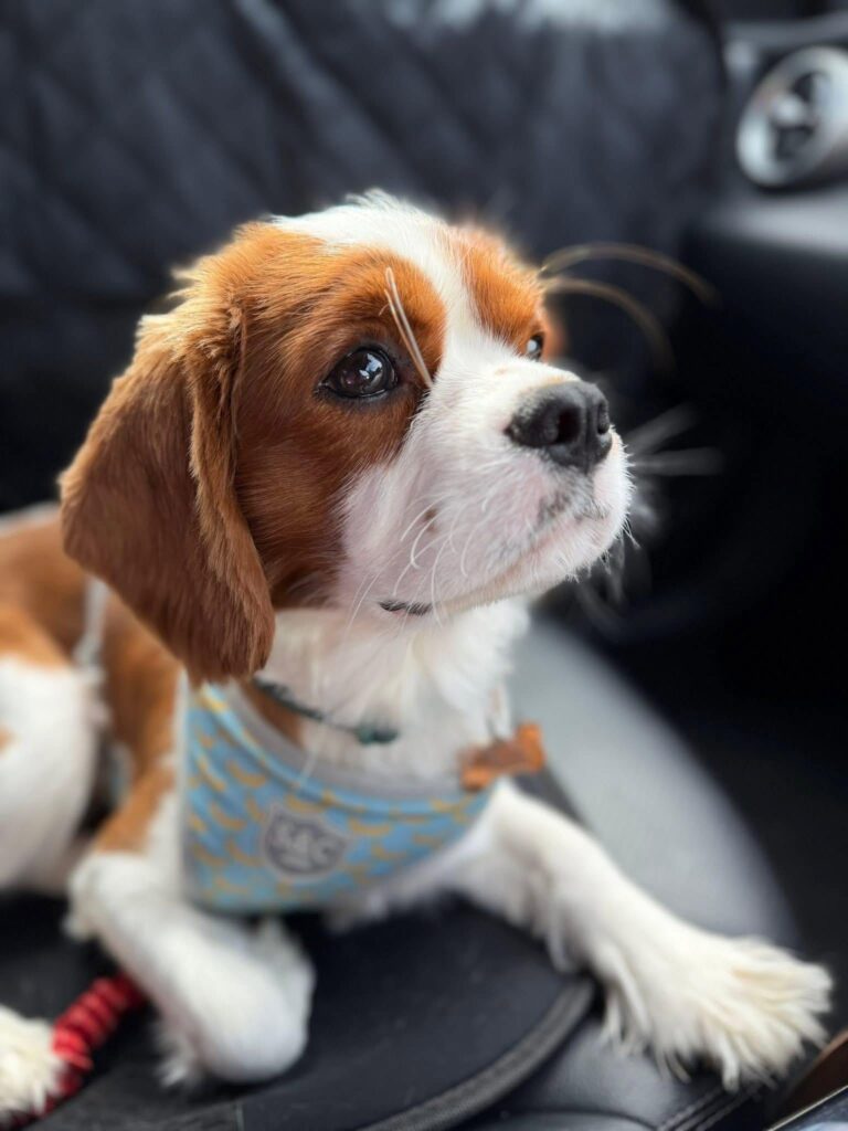 Profile picture of Royal, Chief Belly Rub Officer at Clear Cut Consultants
